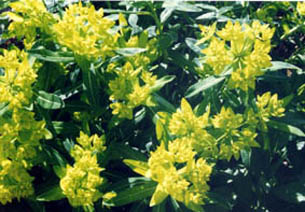 Euphorbia hyberna